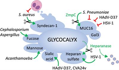 The Epithelial Cell Glycocalyx in Ocular Surface Infection